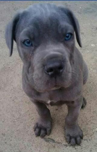 Cane Corso stenci