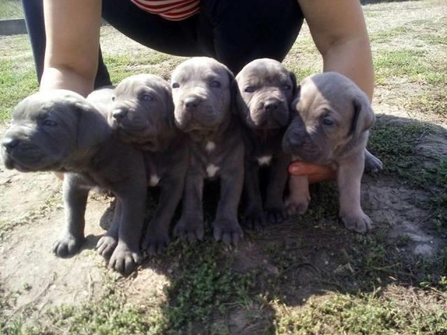 Cane-Corso-stenci