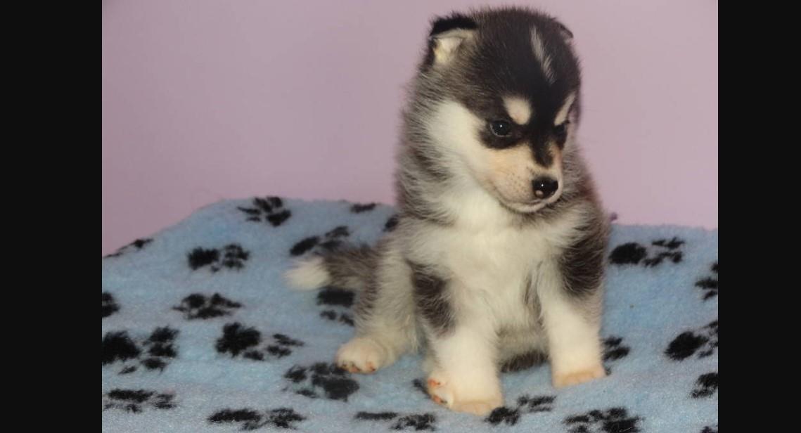Samojed-i-sibirski-haski-stenci-na-prodaju-