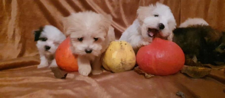 Prelepi-MALTIPOO-štenci