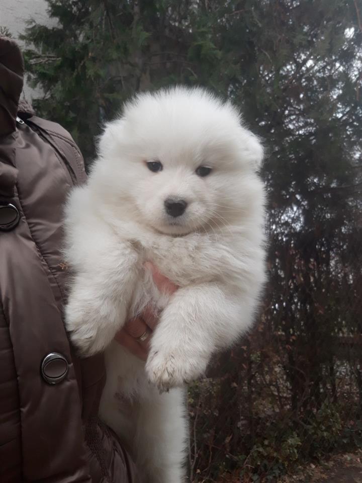 Sibirski-samojed-štenci