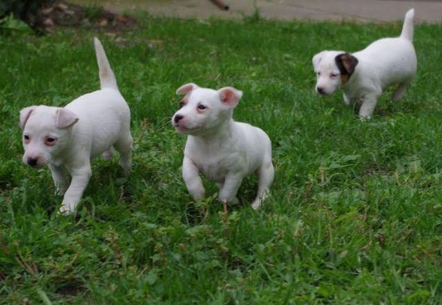 Jack-russell-terrier-štenci-
