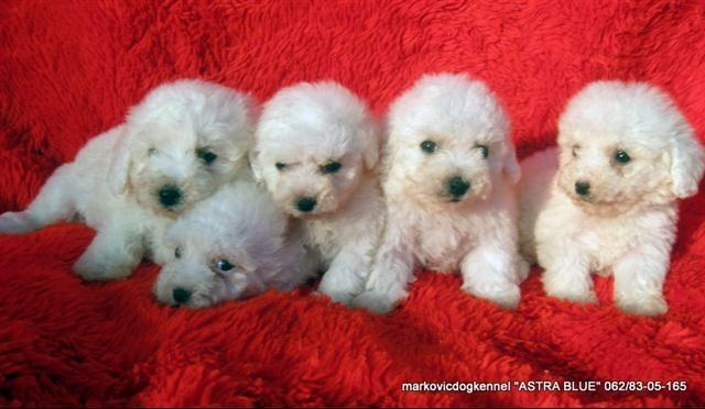 Bichon-Frise---Kovrdzavi-Bison