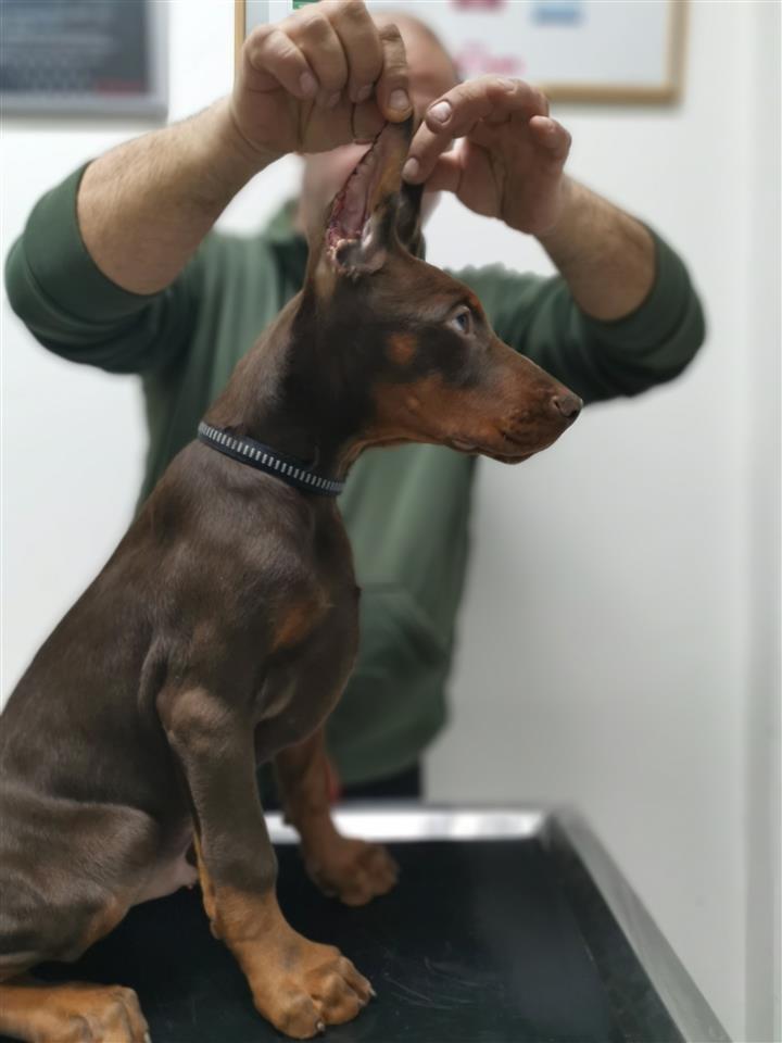 DOBERMAN-MUŽJACI