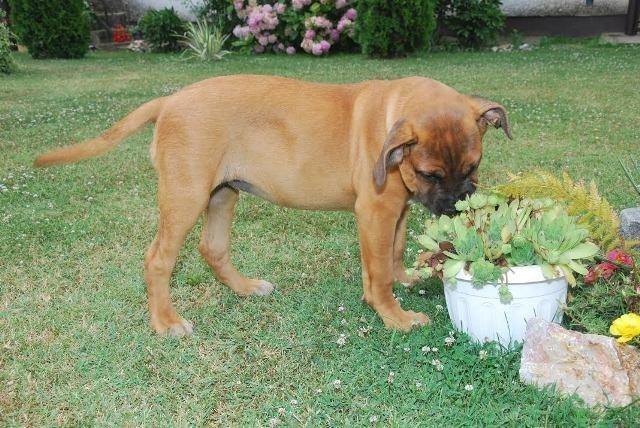 Cane-Corso--ženkice