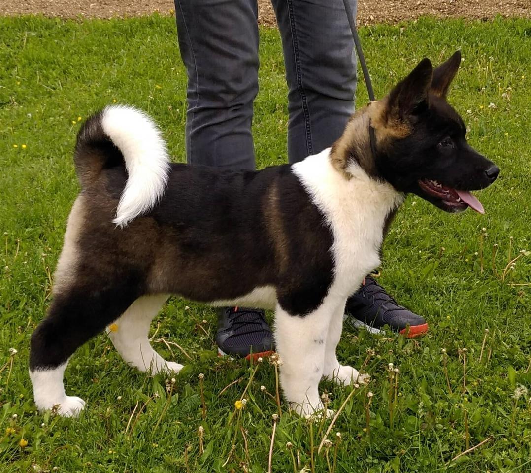 Američka-akita-štenci