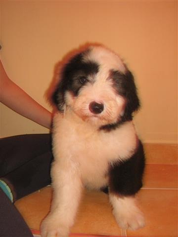 Bobtail