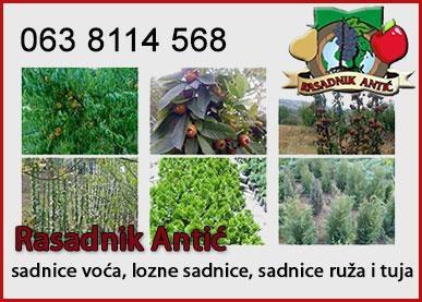 Rasad sadnica voca