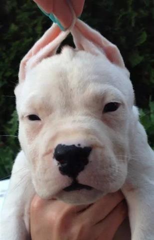 Dogo argentino stenci