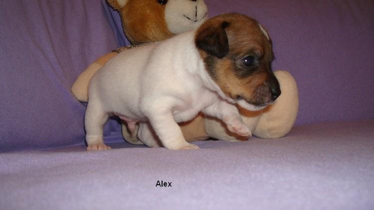 Jack-Russell-terrier-