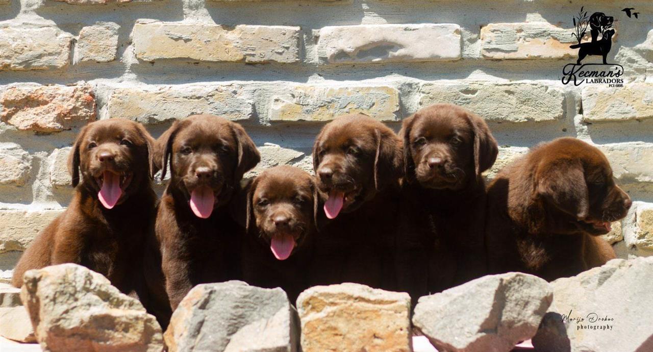 Labrador-Retriver-štenci--čokoladni