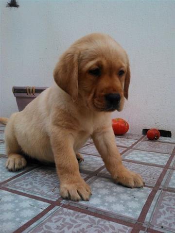 Labrador-retriver---stenci-odlicnog-kvaliteta