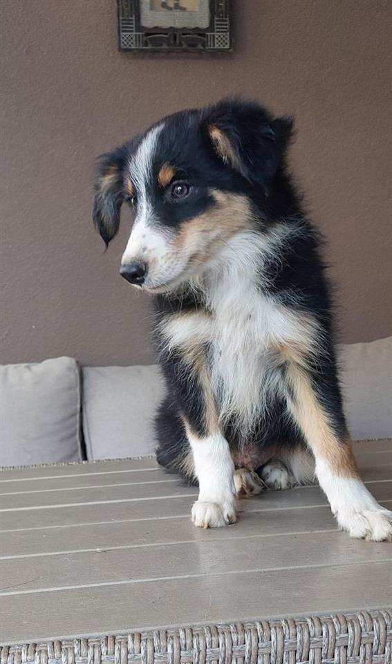 Border-koli-collie-štenci