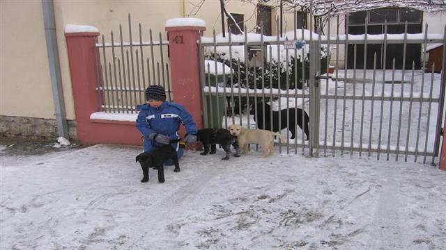 Labrador-Retriver