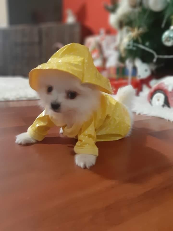 Pomeranski-špic-