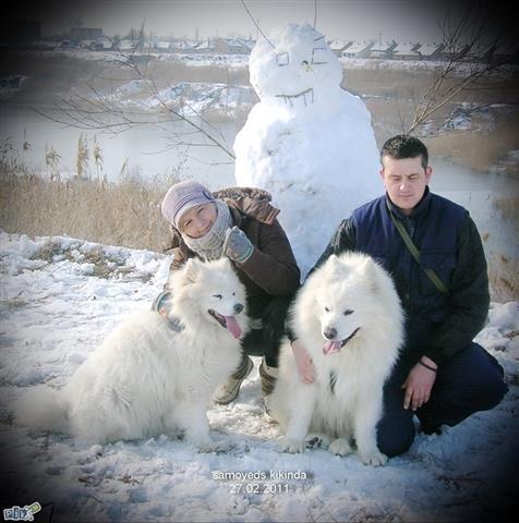 SAMOJED-STENCI-ODG--PEKI-SIBERICA