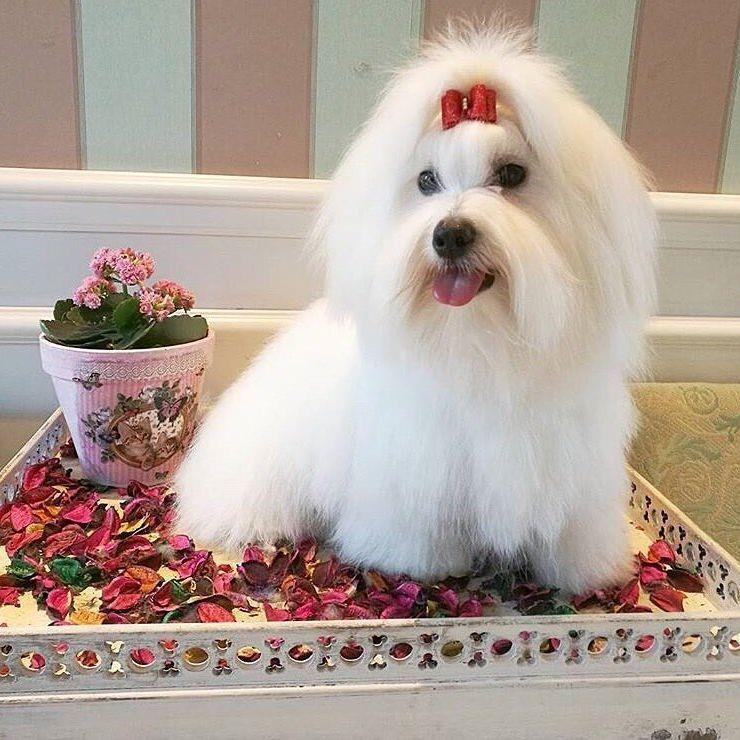 Cotton-de-Tulear