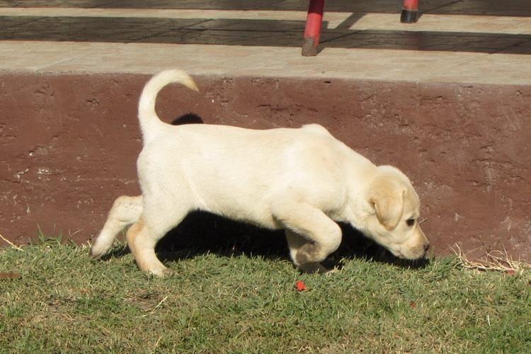 labrador-retriver-stenad