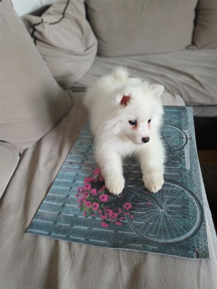 Samojed-