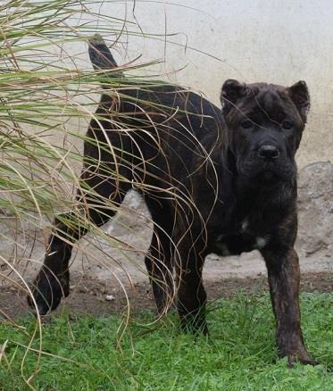 Cane-corso-štenci