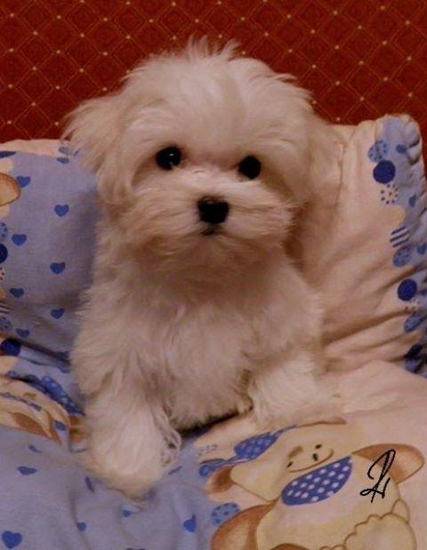 Maltezer-stenad