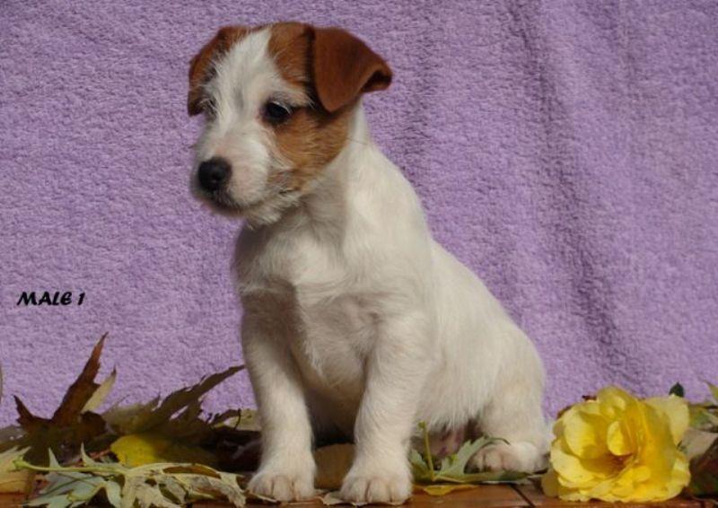 Jack-russell-stenci