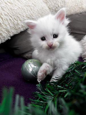 Maine-Coon-mace-