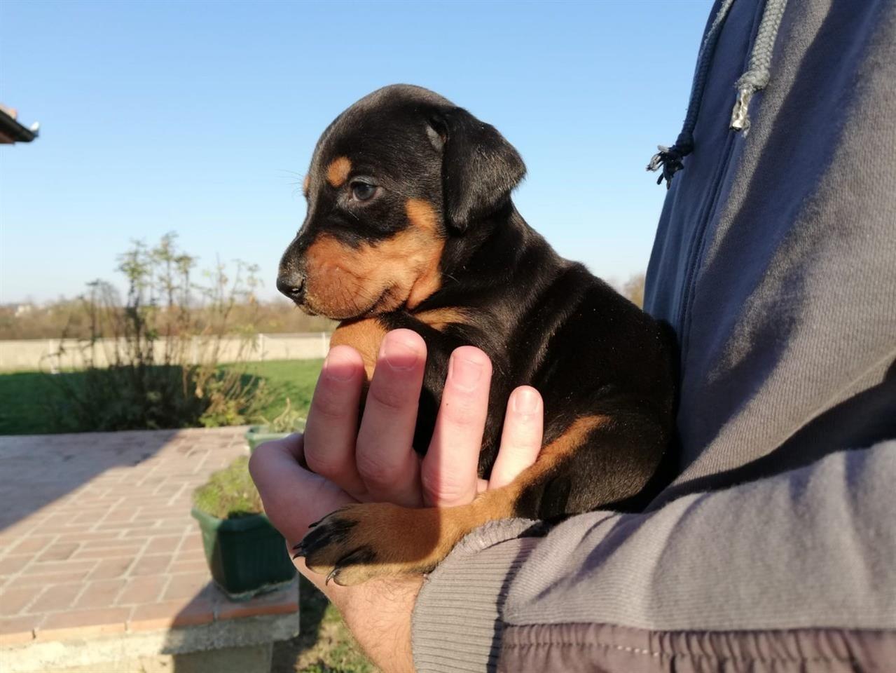 Doberman-štenci-