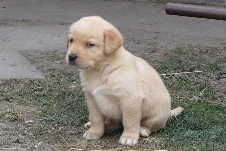 Labrador-retriver-stenad