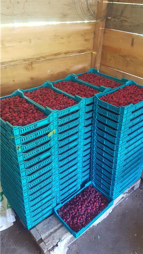 Potrebne radnice za branje malina i borovnice