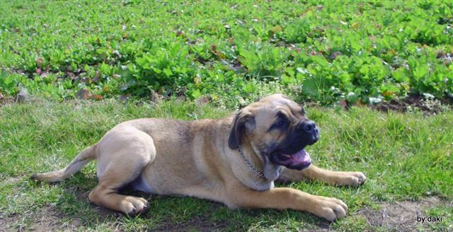 Cane Corso zensko stene