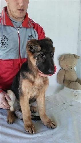 Zenka nemackog ovcara