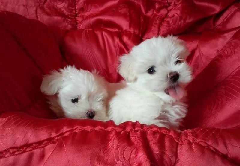 Mini-maltezer---štenci
