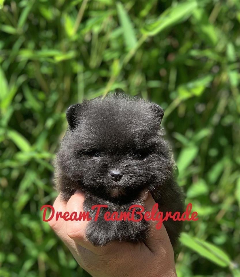 Pomeranac