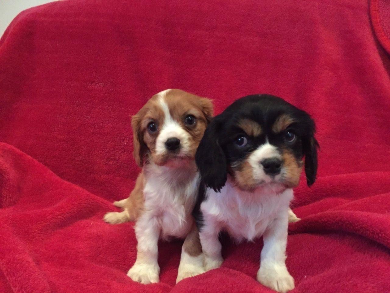 Cavalier-King-Charles
