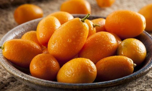 Sadnice fortunele mini pomarandze