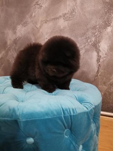 Chow chow cau cau stenad