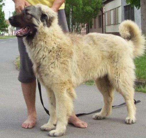 SARPLANINAC--mladi-muzjak