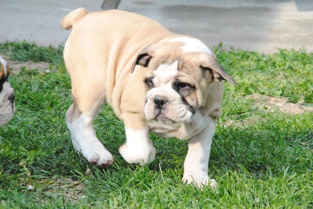 Engleski-buldog--odličnog-temperamenta-