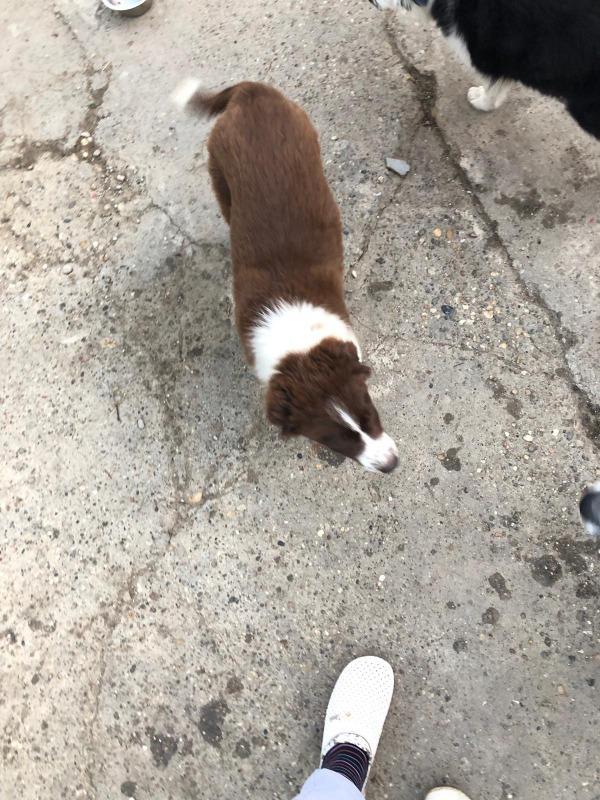 Border-Collie-stenci-na-prodaju