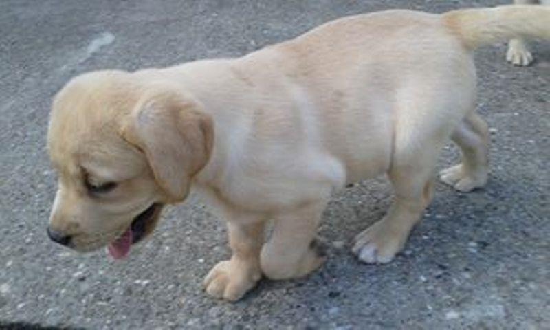 Labrador-štenci-