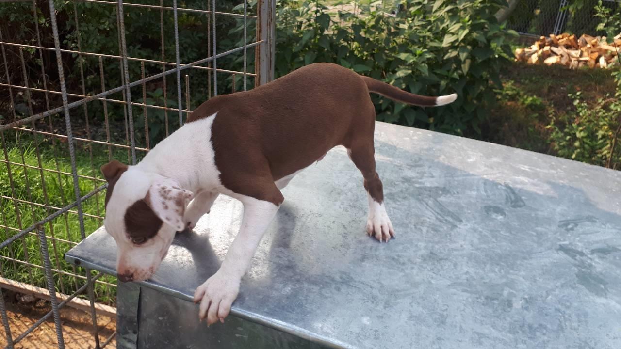 Pitbull-red-nose-štene