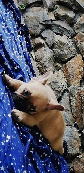 Francuski-buldog-Blue-i-Flafi-gen