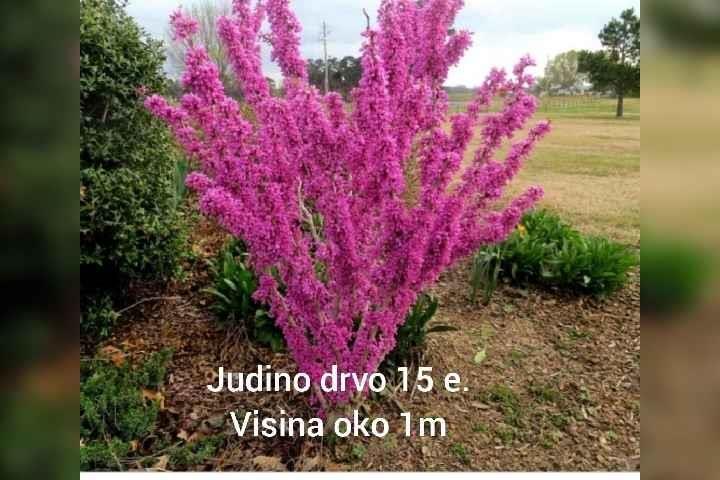 Sadnice-tuja