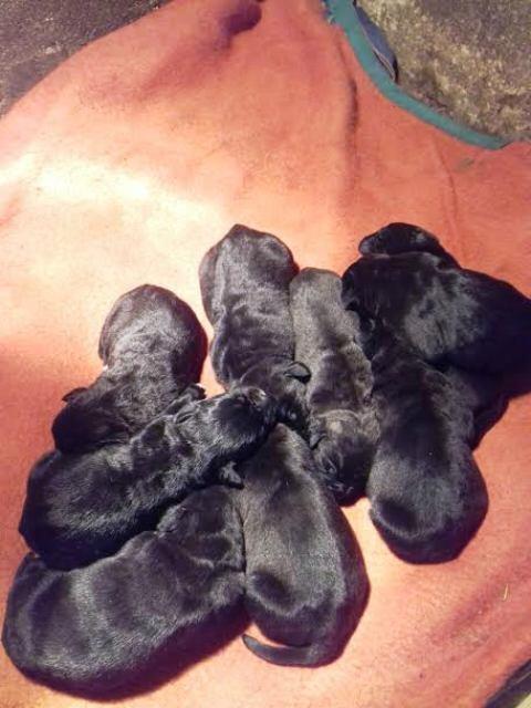Cane-Corso--štenci-