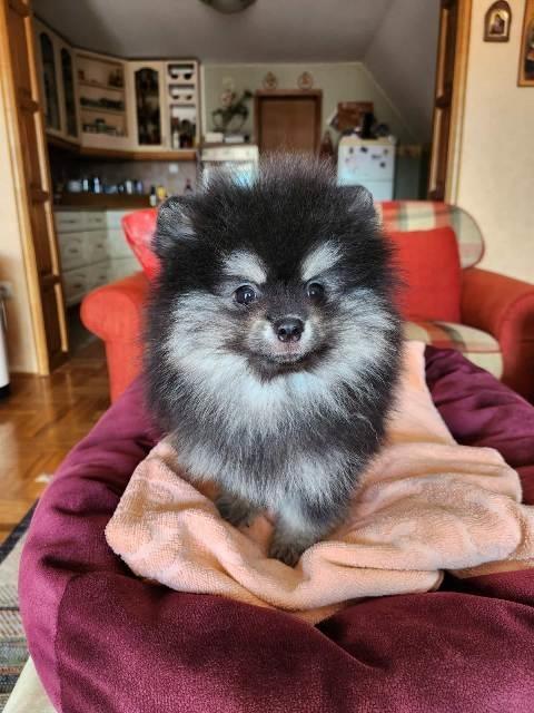 Pomeranac-špic