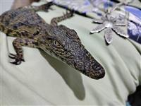 Nilski krokodil, 6 meseci, AKCIJA
