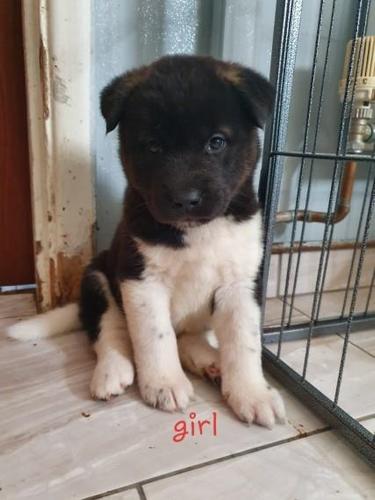 Akita 