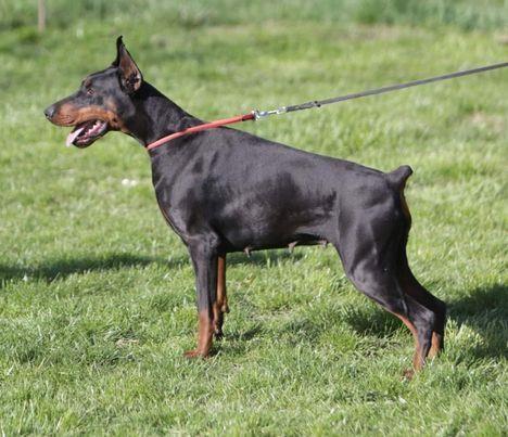 DOBERMAN-ŠTENAD