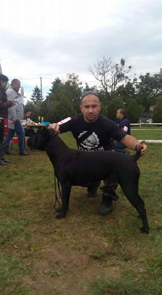 Cane-Corso-štenad